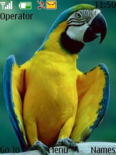 Cute-parrot -  1