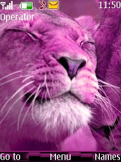 Pink Lions -  1