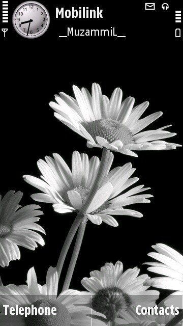 White Sunflowers -  1
