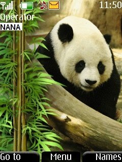 Panda -  1