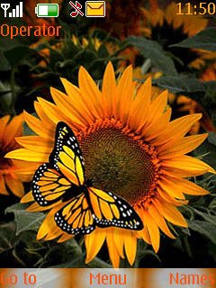 Butterfly Sun Flower -  1