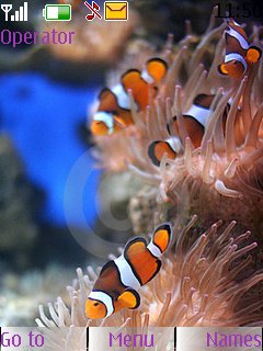 Cute Nemo Fish -  1