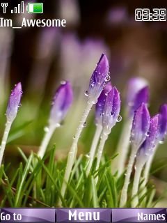 Purple Tulip -  1