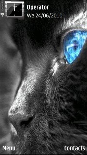 Grey Cat Blue Eye -  1