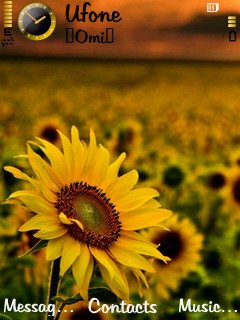 Sunflower -  1