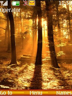 Sunrise In Forest -  1