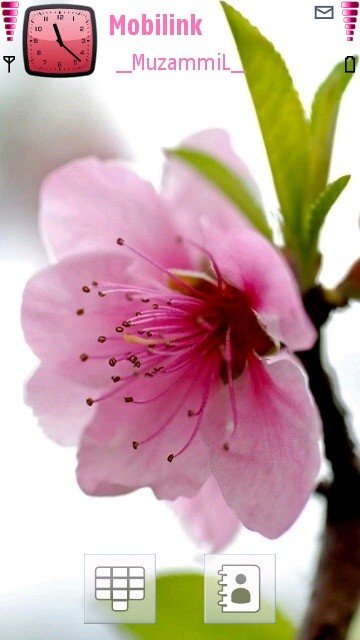 Blossom -  1