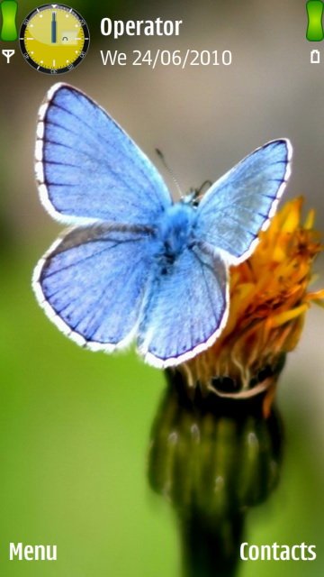 Blue Butterfly -  1