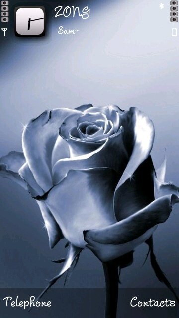 White Rose -  1