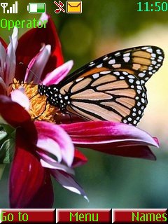Butterfly Flower -  1