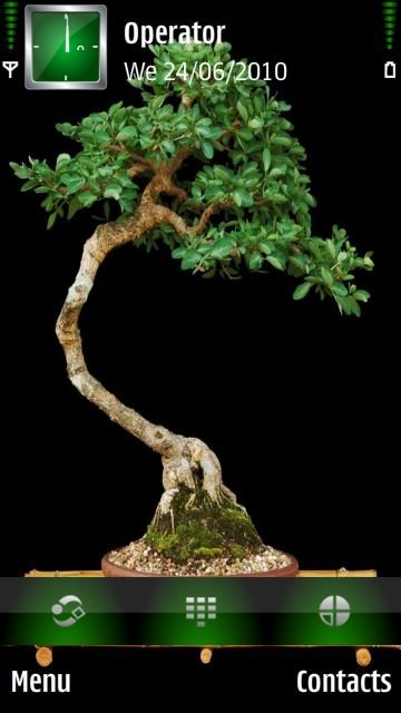 Bonsai Tree -  1