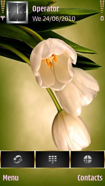 White Tulips -  1