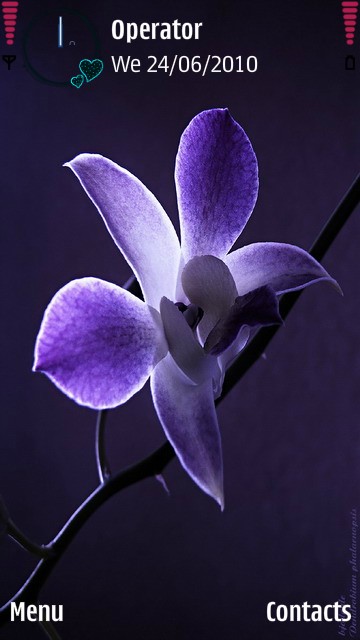 Blue Orchid -  1
