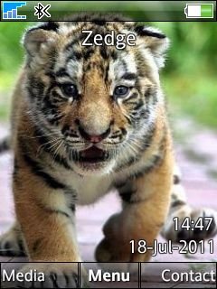 Cute Tiger -  1