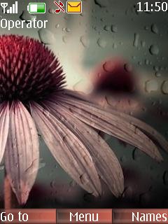 Flower In Rain -  1