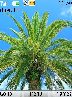 Palm Tree -  1