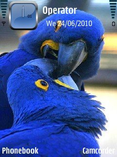 Blue Parrots -  1