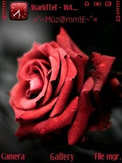 Beautiful Rose -  1