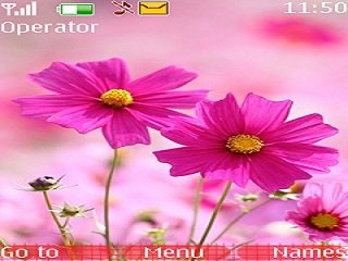 Pink Flower -  1