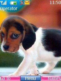 Cute Puppy -  1