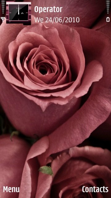 Pink Rose -  1