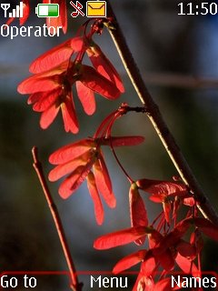 Red Leaves -  1