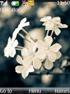 White Flowers -  1