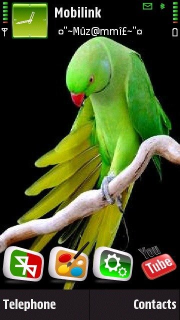 Parrot -  1