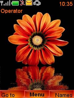 Orange Flower -  1