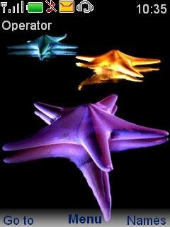 Sea star fish -  1