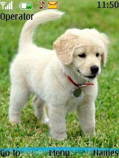 Cute Puppy -  1
