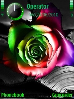 Rainbow Rose -  1