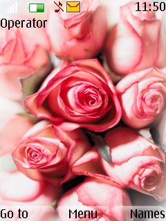 Pink Roses -  1