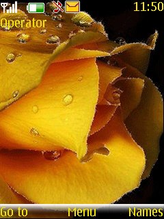 Yellow Rose -  1
