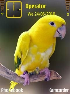 Cute Parrot -  1