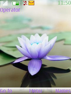 Beautiful Lotus -  1