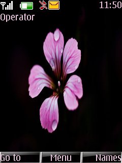 Pink Flower -  1