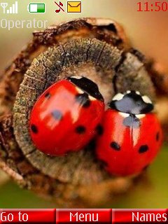Ladybugs -  1