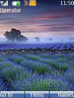 Lavender Field -  1