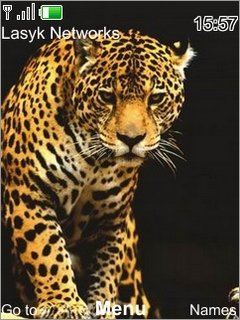 Leopard -  1