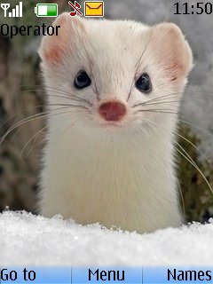 White ferrets -  1