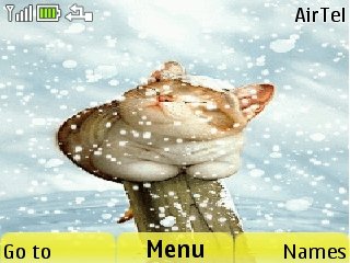 Cat In Snow -  1