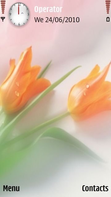 Orange Tulip -  1