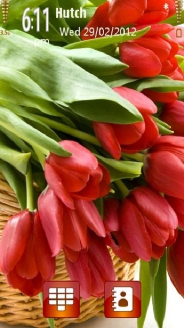 Red Tulip -  1