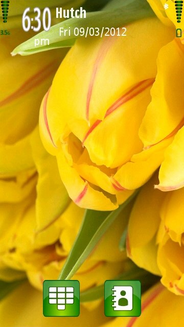Yellow Tulips -  1