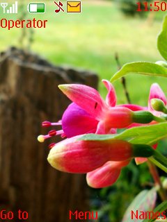 Flower On Stone -  1