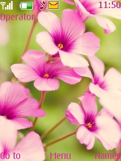 Purple Verbena -  1