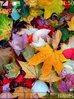Autumn Leaves -  1