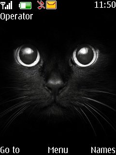 Black Cat -  1
