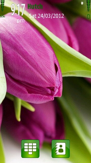 Purple Tulips -  1